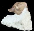 Asaphus Punctatus Trilobite - Russia #45989-1